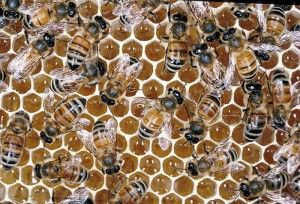 Como montar uma criação de abelhas