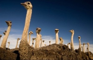 Como ter uma criação de avestruz 